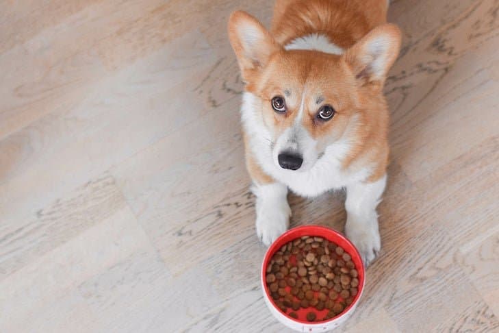 Best Dog Food for Sensitive Stomach (2026 Guide – Vet Recommended Options)