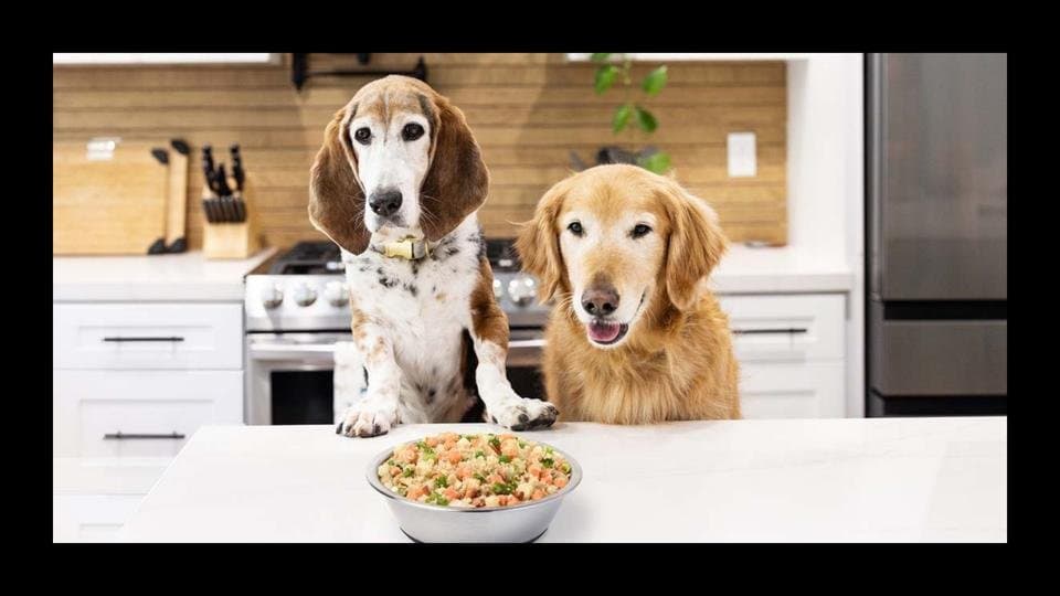 Best Dog Food for Sensitive Stomach